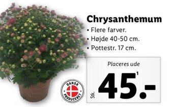 Lidl Chrysanthemum tilbud
