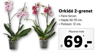 Lidl Orkidé 2-grenet tilbud