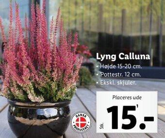 Lidl Lyng Calluna tilbud