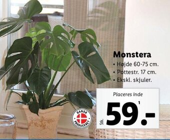 Lidl Monstera tilbud