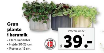 Lidl Grøn plante i keramik tilbud
