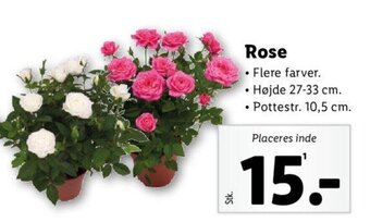 Lidl Rose tilbud