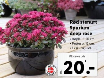 Lidl Rød stenurt Spurium deep rose tilbud