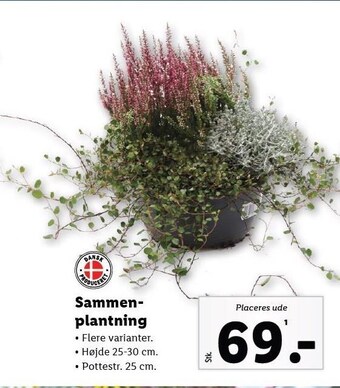 Lidl Sammenplantning tilbud