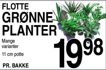ABC Lavpris FLOTTE GRØNNE PLANTER tilbud