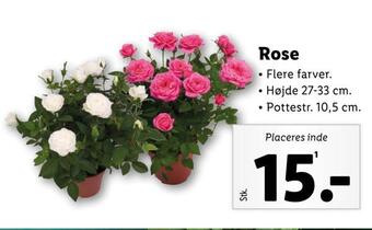 Lidl Rose tilbud