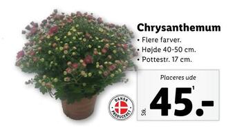 Chrysanthemum