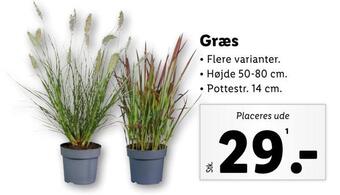 Lidl Græs tilbud