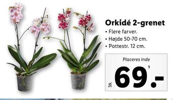 Lidl Orkidé 2-grenet tilbud