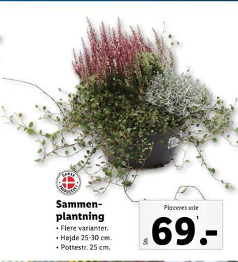 Lidl Sammenplantning tilbud