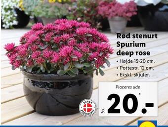 Lidl Rød stenurt spurium deep rose tilbud