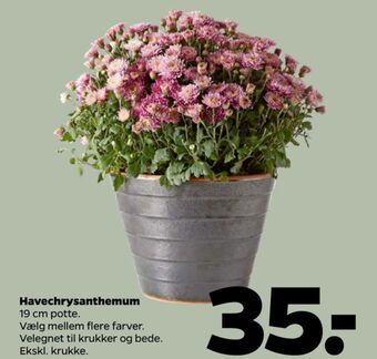 Netto Ukendt planter tilbud