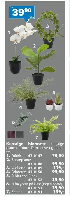 Eukalyptus på kvist (ingen potte)