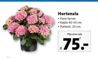 Lidl Hortensia tilbud