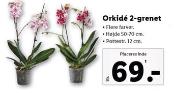 Lidl Orkidé 2-grenet tilbud