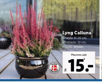 Lidl Lyng Calluna tilbud
