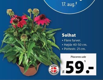 Lidl Solhat tilbud
