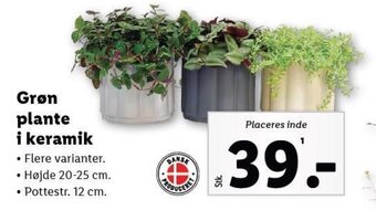 Lidl Grøn plante i keramik tilbud