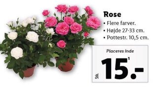 Rose