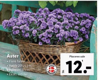 Lidl Aster tilbud