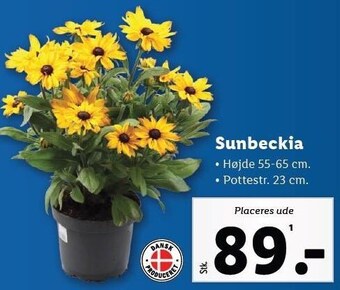 Lidl Sunbeckia tilbud
