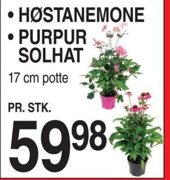 ABC Lavpris HØSTANEMONE • PURPUR SOLHAT 17 cm potte tilbud