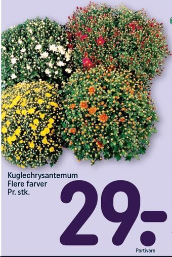 REMA 1000 Kuglechrysantemum Flere farver Pr. stk. tilbud