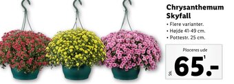 Lidl Chrysanthemum Skyfall tilbud