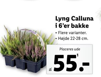 Lidl Lyng Calluna i 6'er bakke tilbud