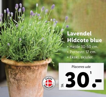 Lavendel Hidcote blue