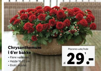Lidl Chrysanthemum i 6'er bakke tilbud