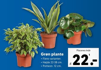 Grøn plante
