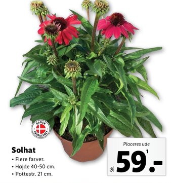 Lidl Solhat tilbud