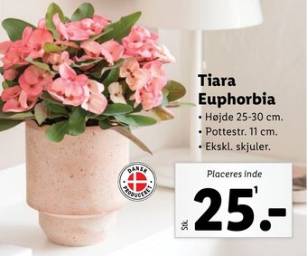 Lidl Tiara Euphorbia tilbud