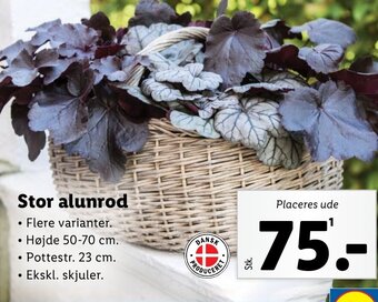 Lidl Stor alunrod tilbud