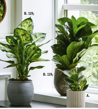 Føtex Grønne planter eller mos dekoration tilbud