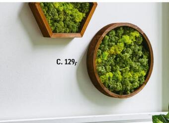Grønne planter eller mos dekoration
