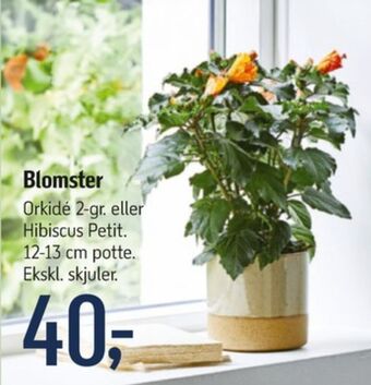 Føtex Ukendt planter tilbud