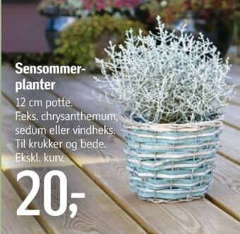 Føtex Ukendt planter tilbud