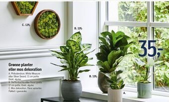 Føtex Ukendt planter tilbud