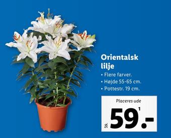 Lidl Orientalsk lilje tilbud