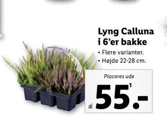 Lidl Lyng calluna i 6'er bakke tilbud