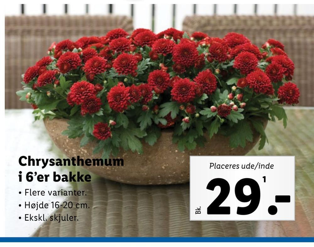 Chrysanthemum i 6'er bakke tilbud hos Lidl