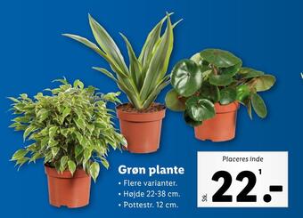 Lidl Grøn plante tilbud