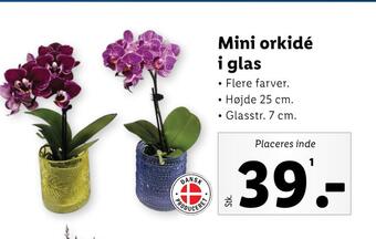 Lidl Mini orkidé i glas tilbud