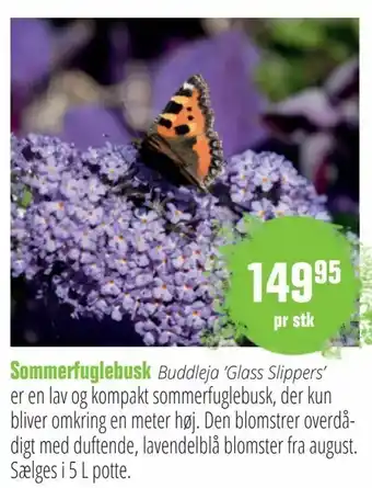 Sommerfuglebusk