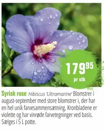 Syrisk rose