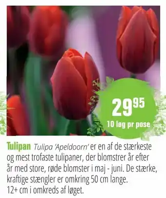 Tulipan
