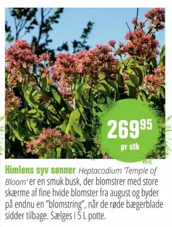 Himlens syv sønner