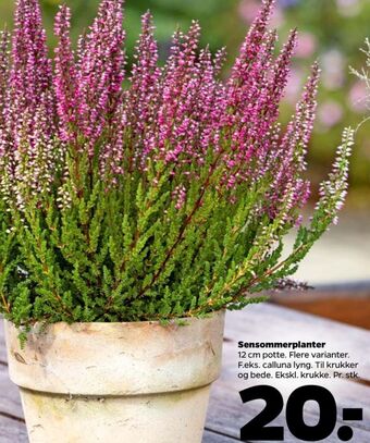 Netto Ukendt planter tilbud